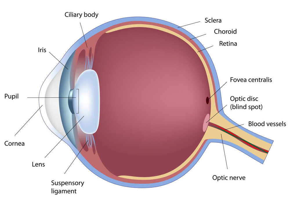 Diagram of human eye