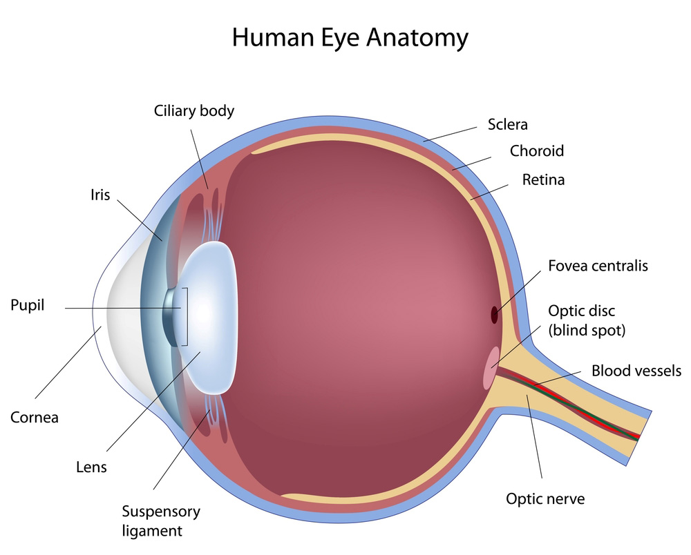 Diagram of human eye